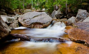 Nature-1